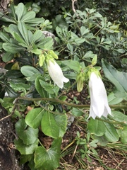 Campanula punctata punctata