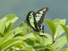 Graphium cloanthus