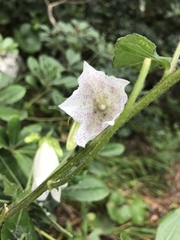 Campanula punctata punctata