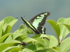 Graphium cloanthus