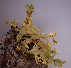 Vulpicida canadensis