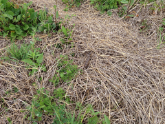 Lampropeltis calligaster