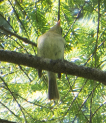 Empidonax difficilis
