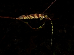 Anolis transversalis