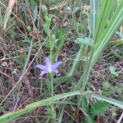 Triodanis perfoliata
