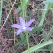 Triodanis perfoliata