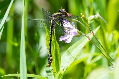St. Croix Snaketail photographed in Minnesota