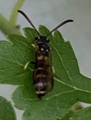 Sapygidae