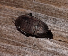 Chlaenius tomentosus