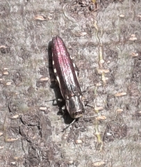 Agrilus difficilis