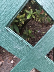 Dolichoderus sibiricus