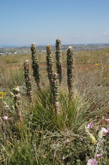 Asphodeline taurica