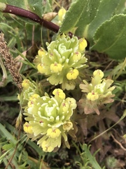 Castilleja ambigua