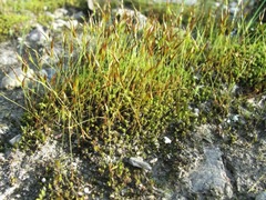 Syntrichia antarctica