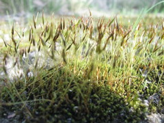 Syntrichia antarctica