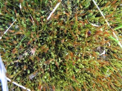 Syntrichia antarctica