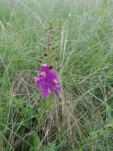 Verbascum phoeniceum iNat (2)