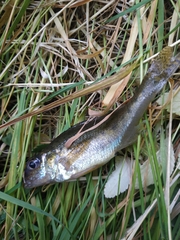 Gymnocephalus cernua