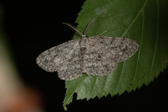 Hypomecis umbrosaria