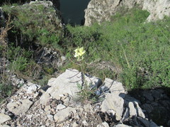 Erysimum flavum