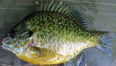 Lepomis gibbosus × macrochirus