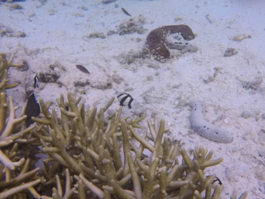 Banded dascyllus