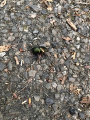 Geotrupes splendidus