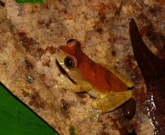 Dendropsophus brevifrons