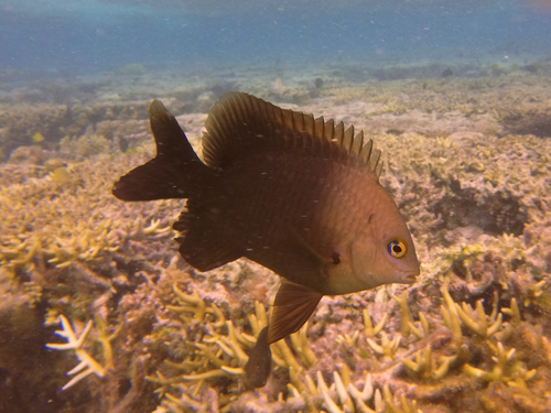 Stegastes nigricans
