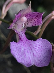 Comparettia macroplectron