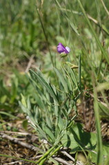 Lathyrus hirsutus
