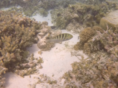 Thalassoma hardwicke