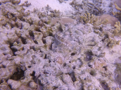 Parapercis australis