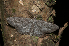 Hypomecis umbrosaria