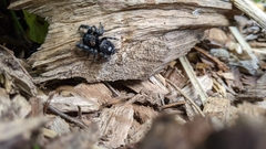 Phidippus audax