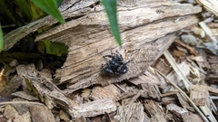 Phidippus audax