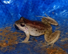 Leptodactylus diedrus