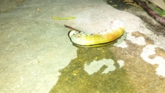 Cimbicidae