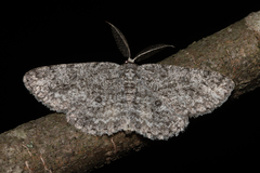 Hypomecis umbrosaria