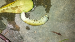 Cimbicidae