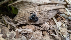 Phidippus audax