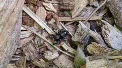 Phidippus audax
