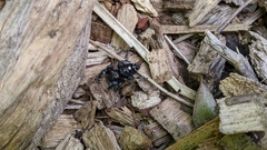 Phidippus audax