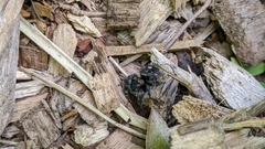 Phidippus audax