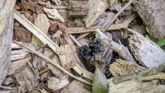 Phidippus audax
