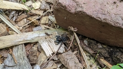 Phidippus audax