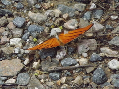 Marpesia petreus