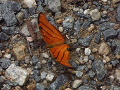 Marpesia petreus