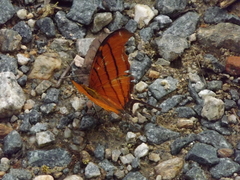 Marpesia petreus