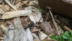Phidippus audax